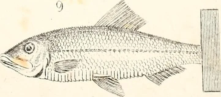 An illustration from Report of the commissioner of patents, for the year 1849, 1850, leaf 640