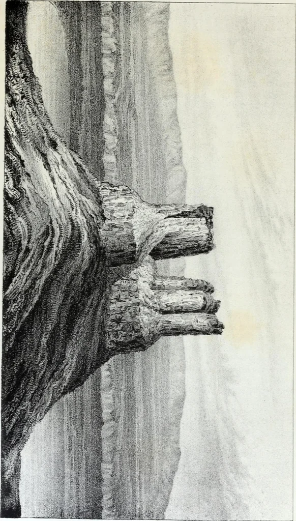 An illustration from Report of the exploring expedition to the Rocky Mountains in the year 1842 : and to Oregon and north California in the years 1843-44, 1845, leaf 216