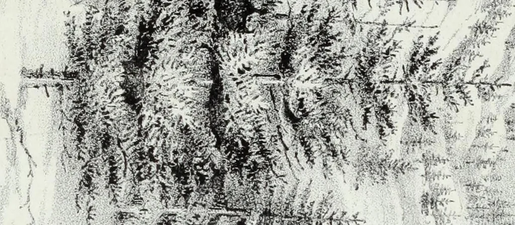 An illustration from Report of the exploring expedition to the Rocky Mountains in the year 1842 : and to Oregon and north California in the years 1843-44, 1845, leaf 270