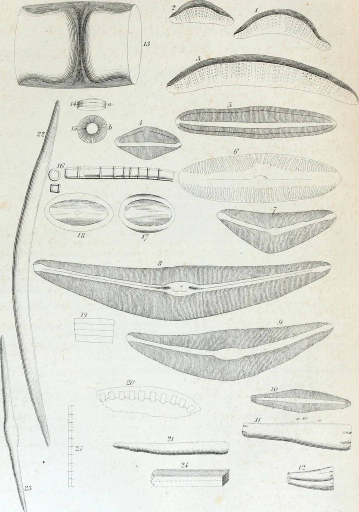 An illustration from Report of the exploring expedition to the Rocky Mountains in the year 1842 : and to Oregon and north California in the years 1843-44, 1845, leaf 342