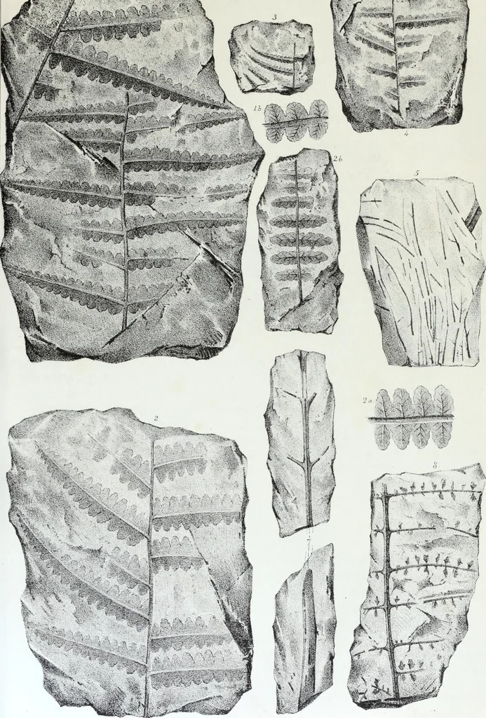 An illustration from Report of the exploring expedition to the Rocky Mountains in the year 1842 : and to Oregon and north California in the years 1843-44, 1845, leaf 346