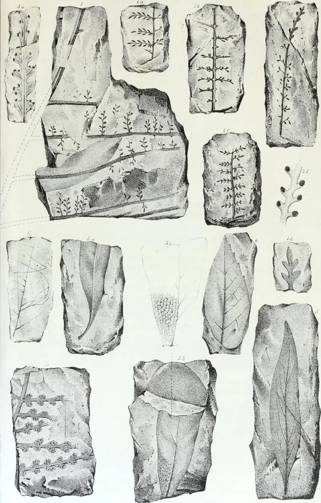 An illustration from Report of the exploring expedition to the Rocky Mountains in the year 1842 : and to Oregon and north California in the years 1843-44, 1845, leaf 350