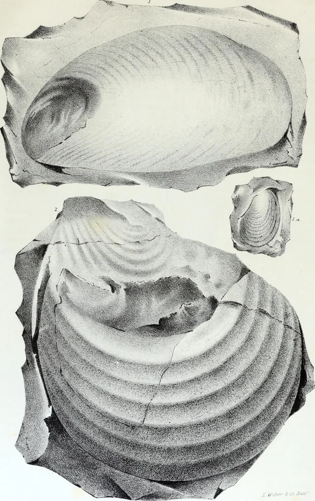 An illustration from Report of the exploring expedition to the Rocky Mountains in the year 1842 : and to Oregon and north California in the years 1843-44, 1845, leaf 358