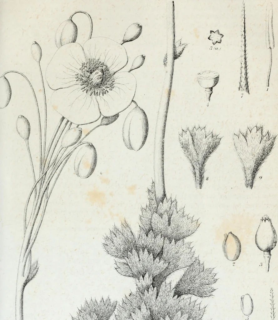 An illustration from Report of the exploring expedition to the Rocky Mountains in the year 1842 : and to Oregon and north California in the years 1843-44, 1845, leaf 362