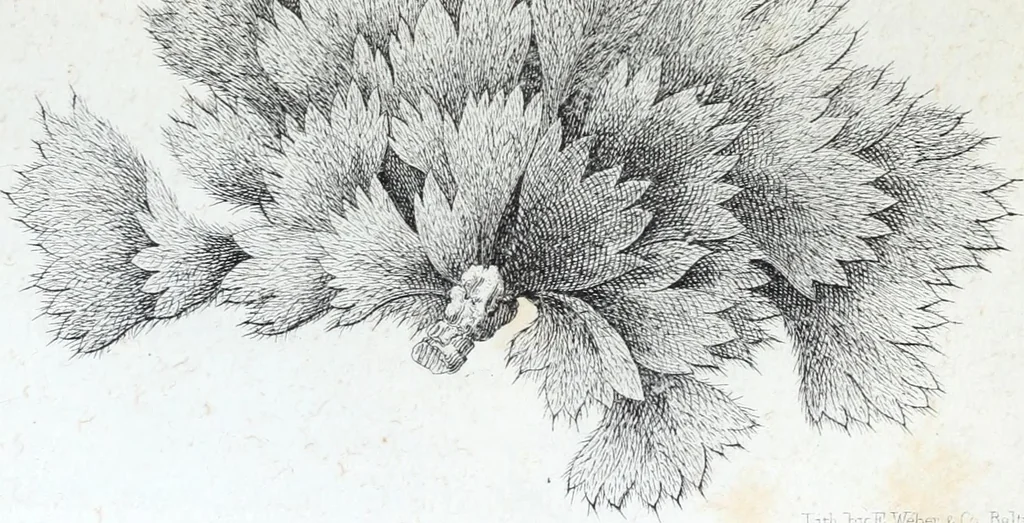 An illustration from Report of the exploring expedition to the Rocky Mountains in the year 1842 : and to Oregon and north California in the years 1843-44, 1845, leaf 362