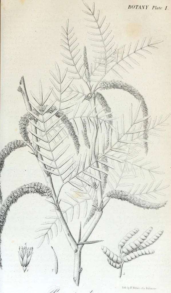 An illustration from Report of the exploring expedition to the Rocky Mountains in the year 1842 : and to Oregon and north California in the years 1843-44, 1845, leaf 366