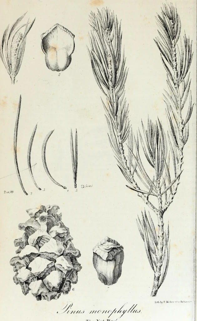 An illustration from Report of the exploring expedition to the Rocky Mountains in the year 1842 : and to Oregon and north California in the years 1843-44, 1845, leaf 375