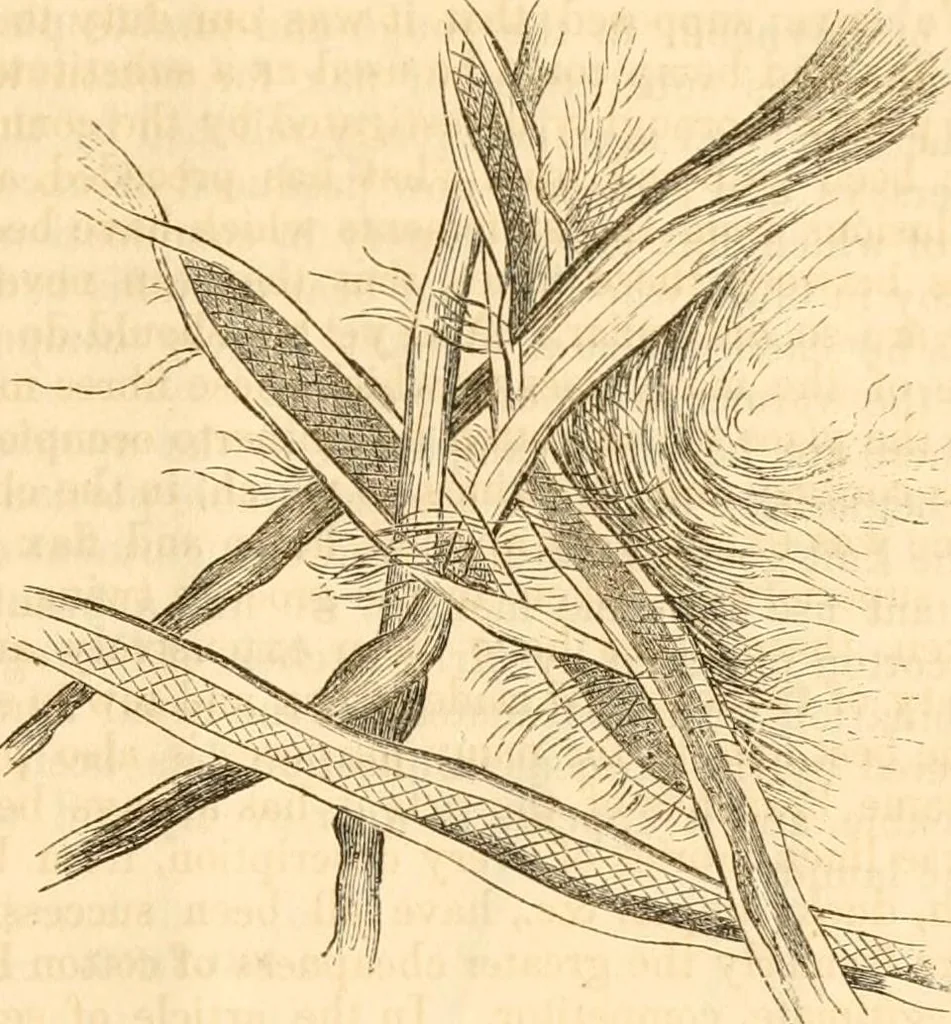 An illustration from Report of the Flax and hemp commission, 1865, leaf 70