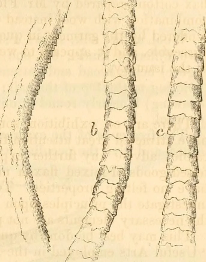 An illustration from Report of the Flax and hemp commission, 1865, leaf 72