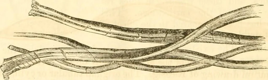 An illustration from Report of the Flax and hemp commission, 1865, leaf 73