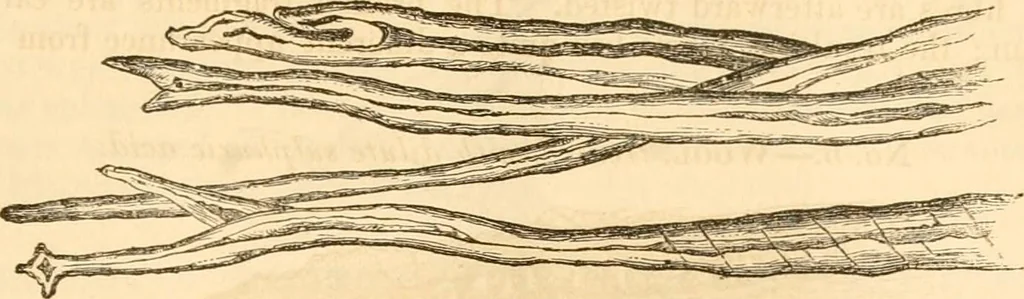 An illustration from Report of the Flax and hemp commission, 1865, leaf 74