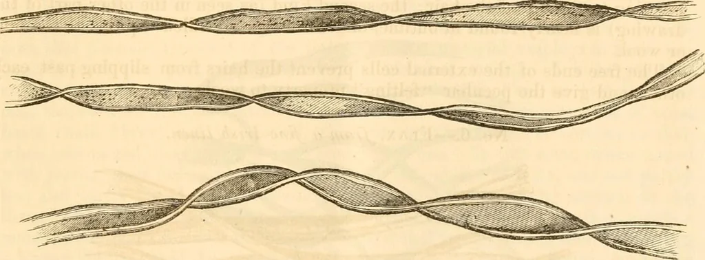 An illustration from Report of the Flax and hemp commission, 1865, leaf 74