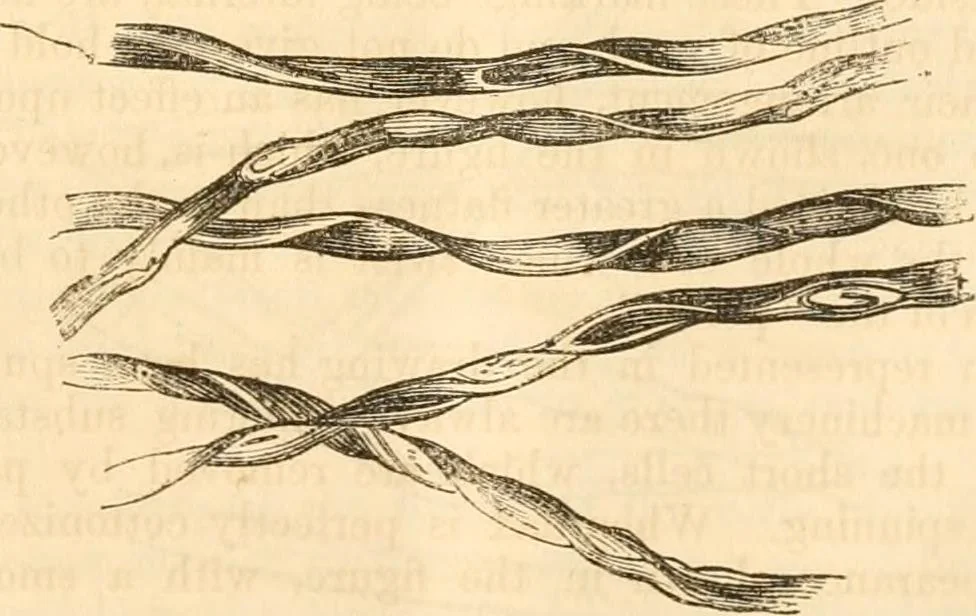 An illustration from Report of the Flax and hemp commission, 1865, leaf 74