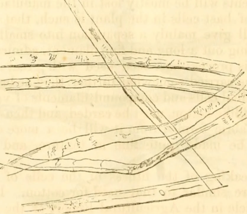 An illustration from Report of the Flax and hemp commission, 1865, leaf 75