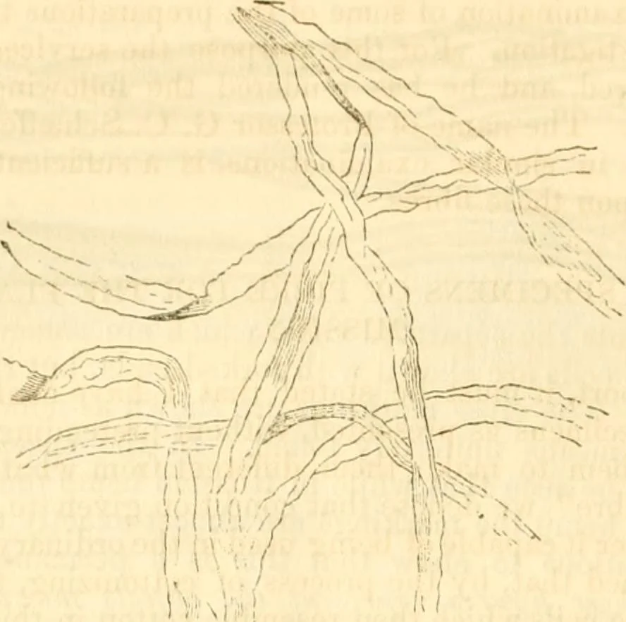 An illustration from Report of the Flax and hemp commission, 1865, leaf 75