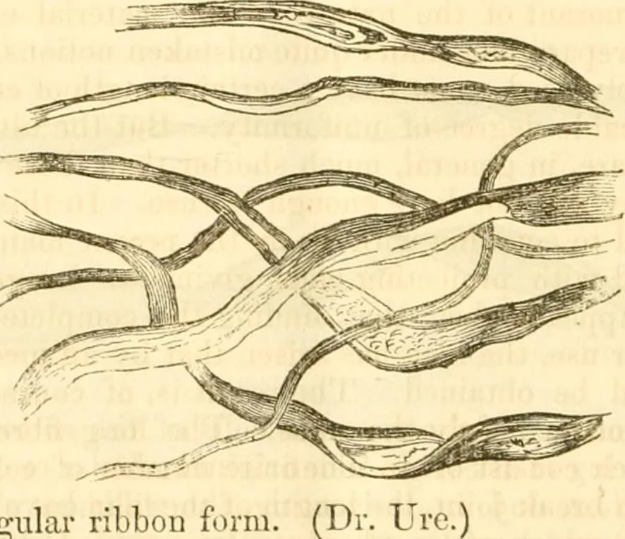 An illustration from Report of the Flax and hemp commission, 1865, leaf 75