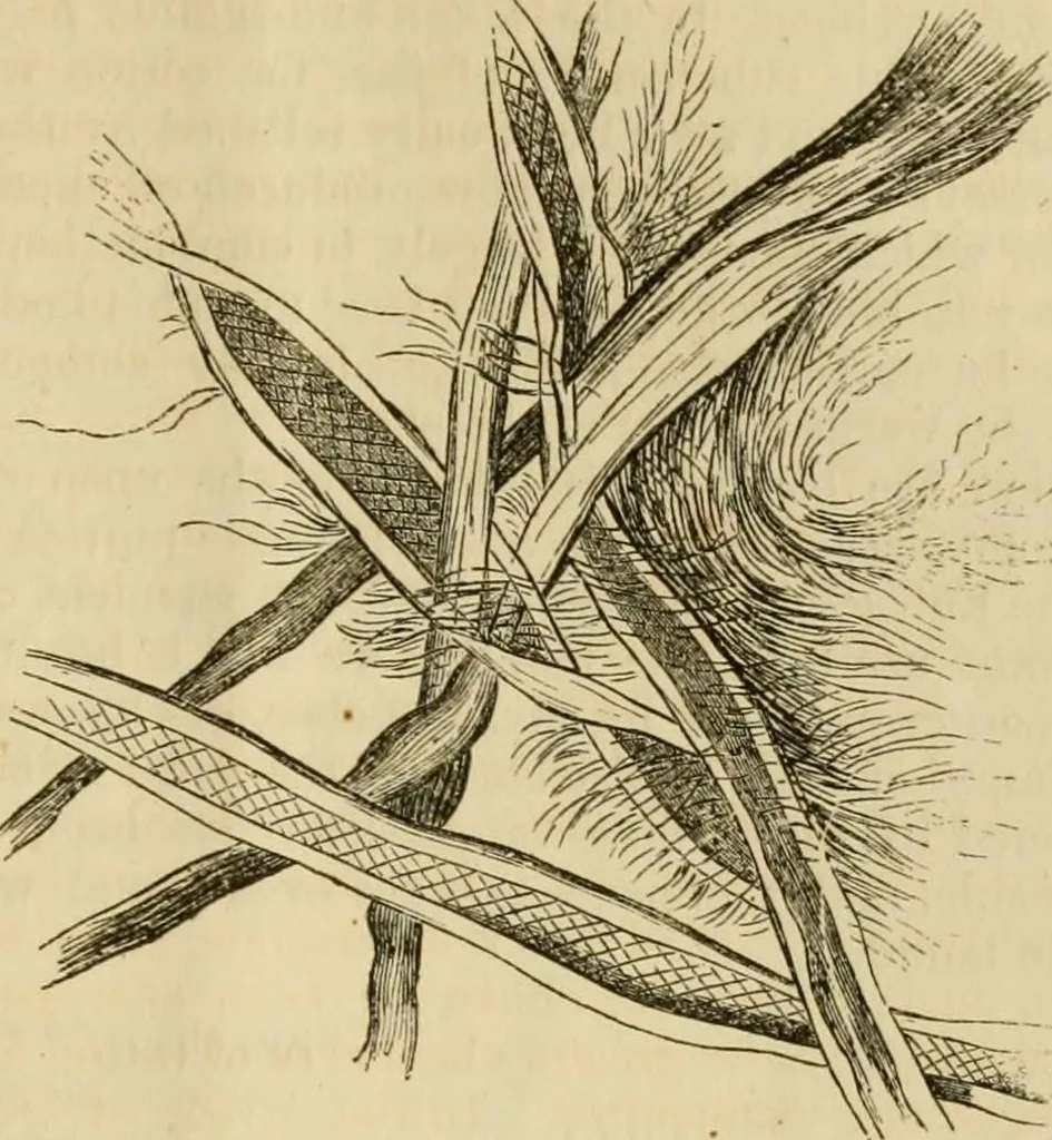 An illustration from Report of the Flax and hemp commission, 1865, leaf 68