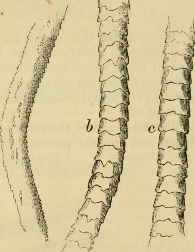 An illustration from Report of the Flax and hemp commission, 1865, leaf 70