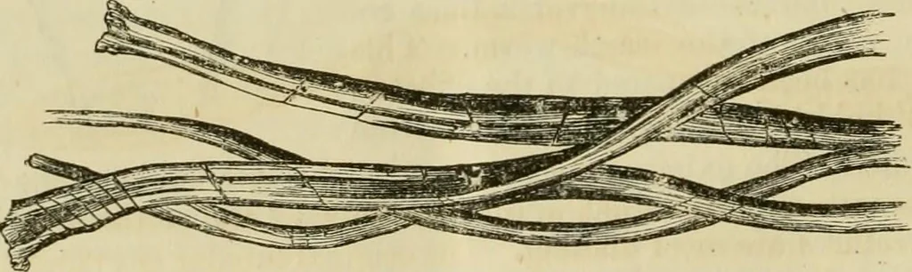 An illustration from Report of the Flax and hemp commission, 1865, leaf 71