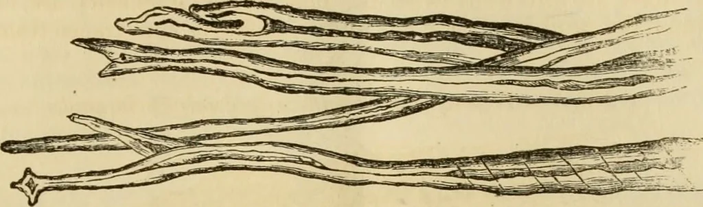 An illustration from Report of the Flax and hemp commission, 1865, leaf 72