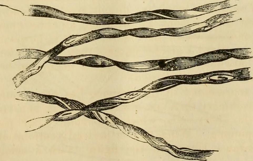An illustration from Report of the Flax and hemp commission, 1865, leaf 72