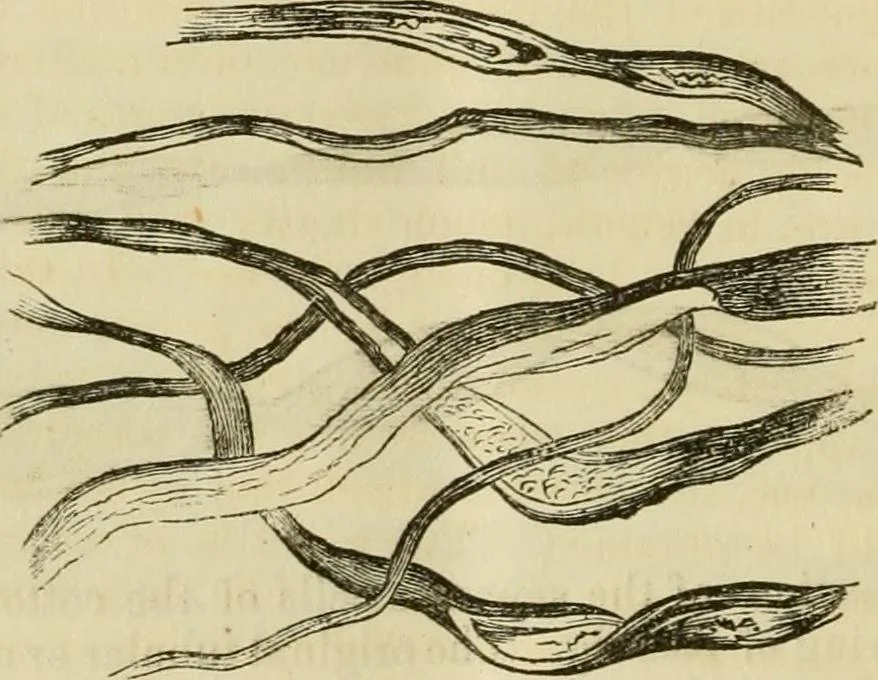 An illustration from Report of the Flax and hemp commission, 1865, leaf 73