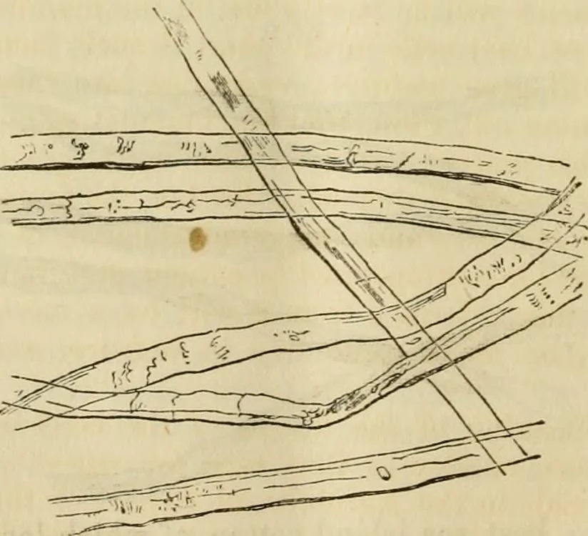 An illustration from Report of the Flax and hemp commission, 1865, leaf 73