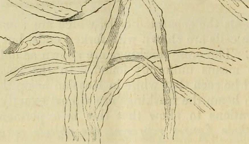 An illustration from Report of the Flax and hemp commission, 1865, leaf 73