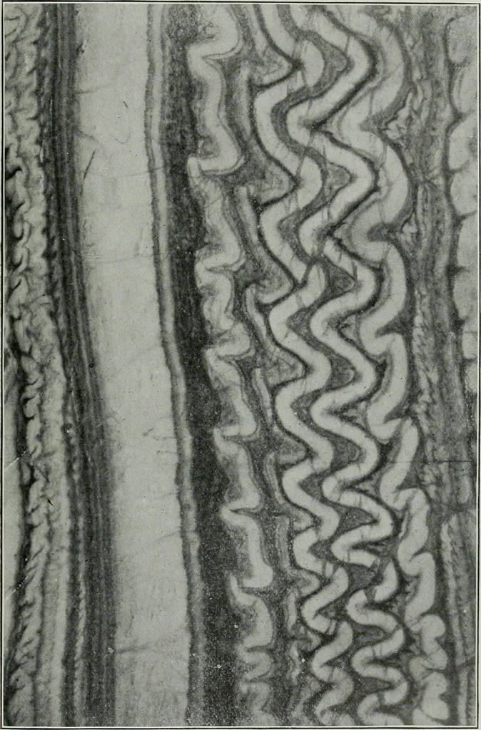 An illustration from ... Report on the building and ornamental stones of Canada, vol. I-V, 1912, leaf 292