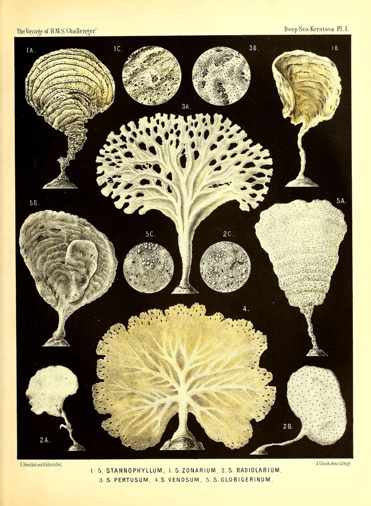 An illustration from Report on the scientific results of the voyage of H. M. S. Challenger during the the years 1873-76 under the command of Captain George S. Nares... and the late Captain Frank Tourle Thomson, R. N, 1880, leaf 101