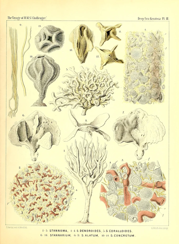 An illustration from Report on the scientific results of the voyage of H. M. S. Challenger during the the years 1873-76 under the command of Captain George S. Nares... and the late Captain Frank Tourle Thomson, R. N, 1880, leaf 109