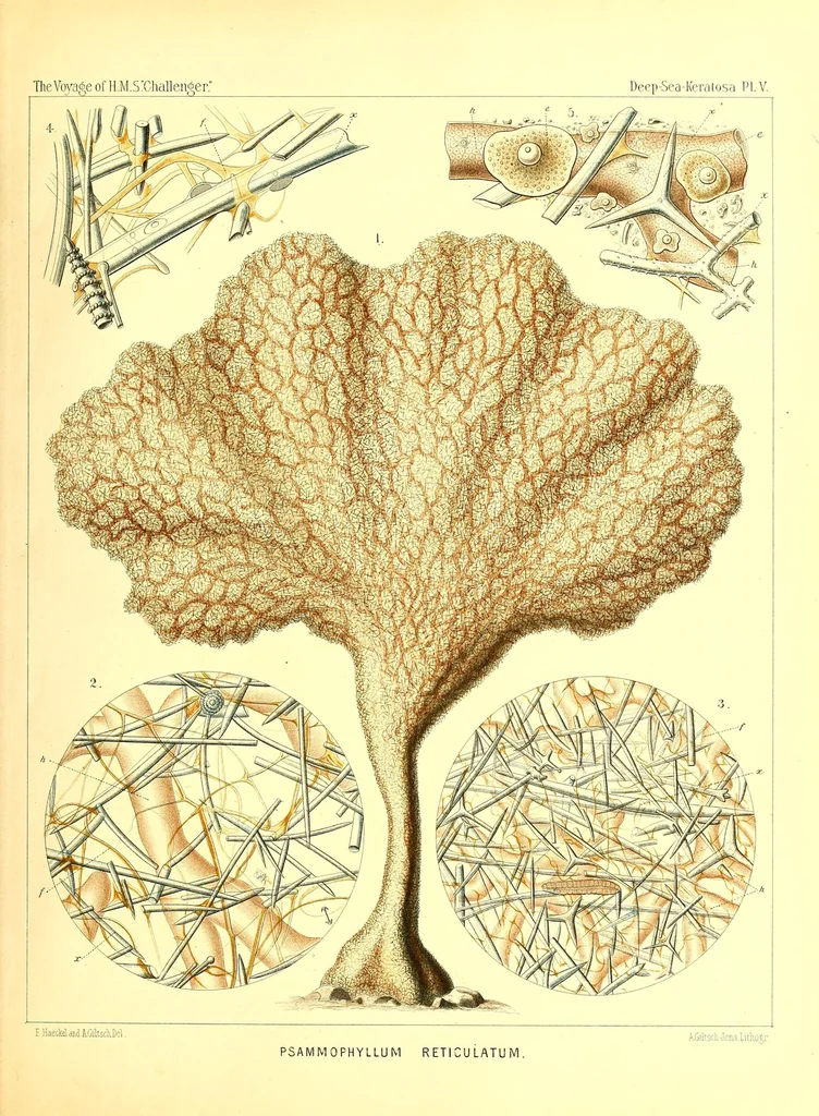 An illustration from Report on the scientific results of the voyage of H. M. S. Challenger during the the years 1873-76 under the command of Captain George S. Nares... and the late Captain Frank Tourle Thomson, R. N, 1880, leaf 117