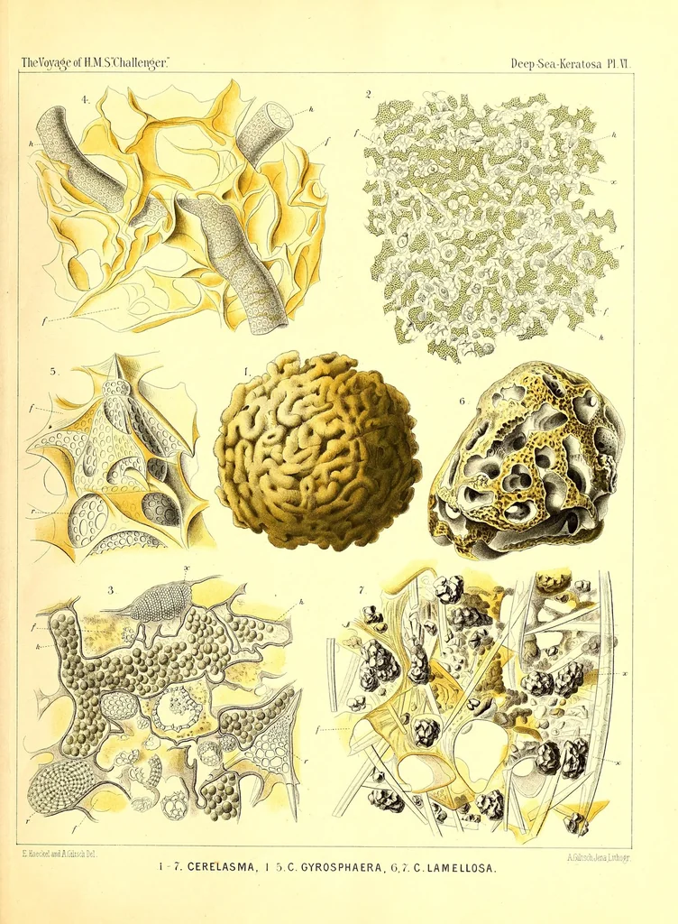 An illustration from Report on the scientific results of the voyage of H. M. S. Challenger during the the years 1873-76 under the command of Captain George S. Nares... and the late Captain Frank Tourle Thomson, R. N, 1880, leaf 121