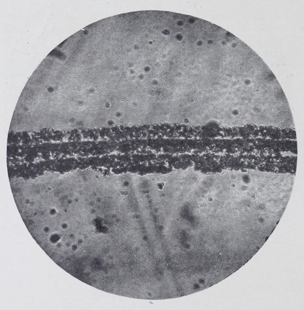 An illustration from Reports, 1908, leaf 116