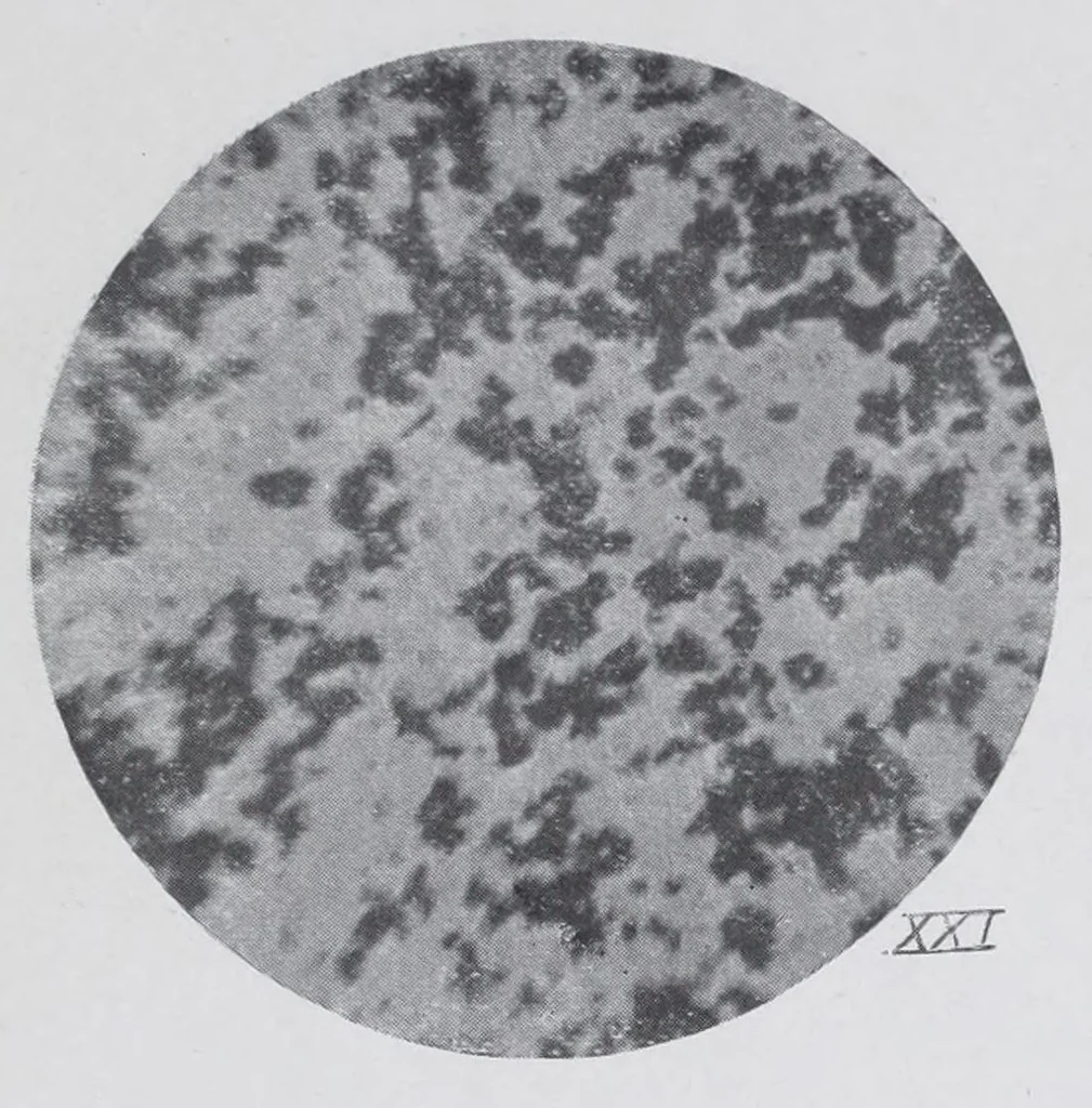 An illustration from Reports, 1908, leaf 641