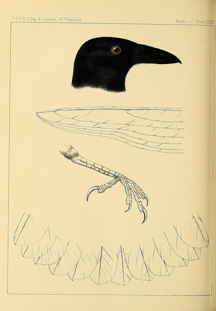 An illustration from Reports of explorations and surveys, to ascertain the most practicable and economical route for a railroad from the Mississippi River to the Pacific Ocean, 1855, leaf 356