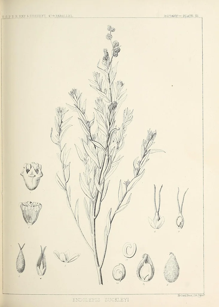 An illustration from Reports of explorations and surveys, to ascertain the most practicable and economical route for a railroad from the Mississippi River to the Pacific Ocean, 1855, leaf 85