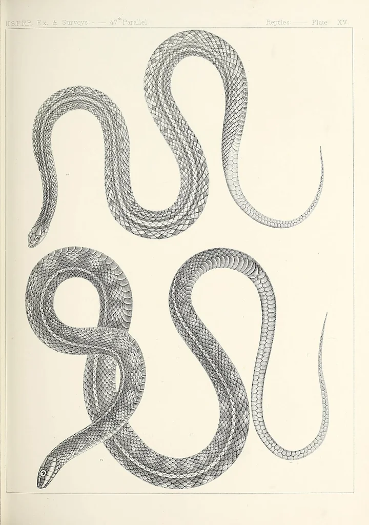 An illustration from Reports of explorations and surveys, to ascertain the most practicable and economical route for a railroad from the Mississippi River to the Pacific Ocean, 1855, leaf 467