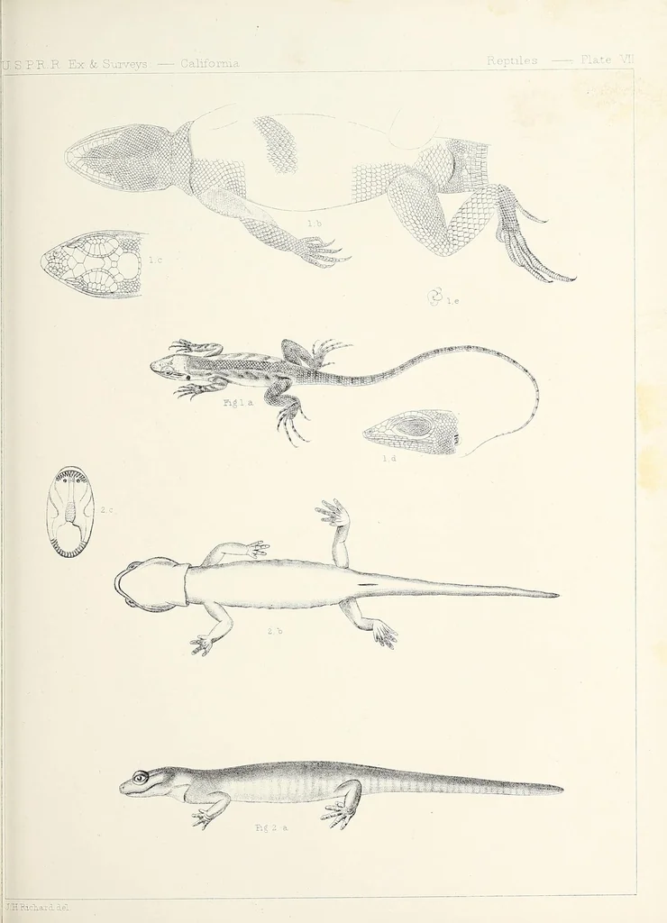 An illustration from Reports of explorations and surveys, to ascertain the most practicable and economical route for a railroad from the Mississippi River to the Pacific Ocean, 1855, leaf 853