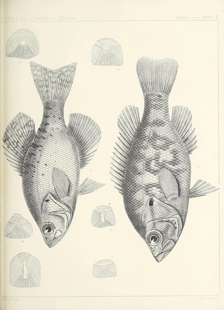 An illustration from Reports of explorations and surveys, to ascertain the most practicable and economical route for a railroad from the Mississippi River to the Pacific Ocean, 1855, leaf 953
