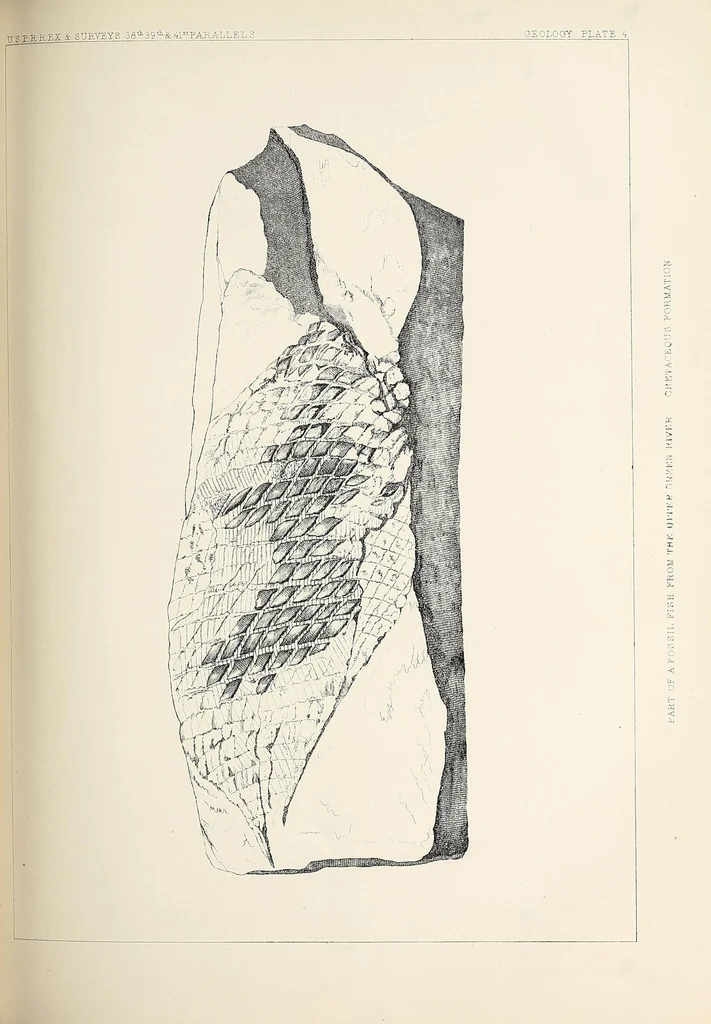 An illustration from Reports of explorations and surveys, to ascertain the most practicable and economical route for a railroad from the Mississippi River to the Pacific Ocean, 1855, leaf 309