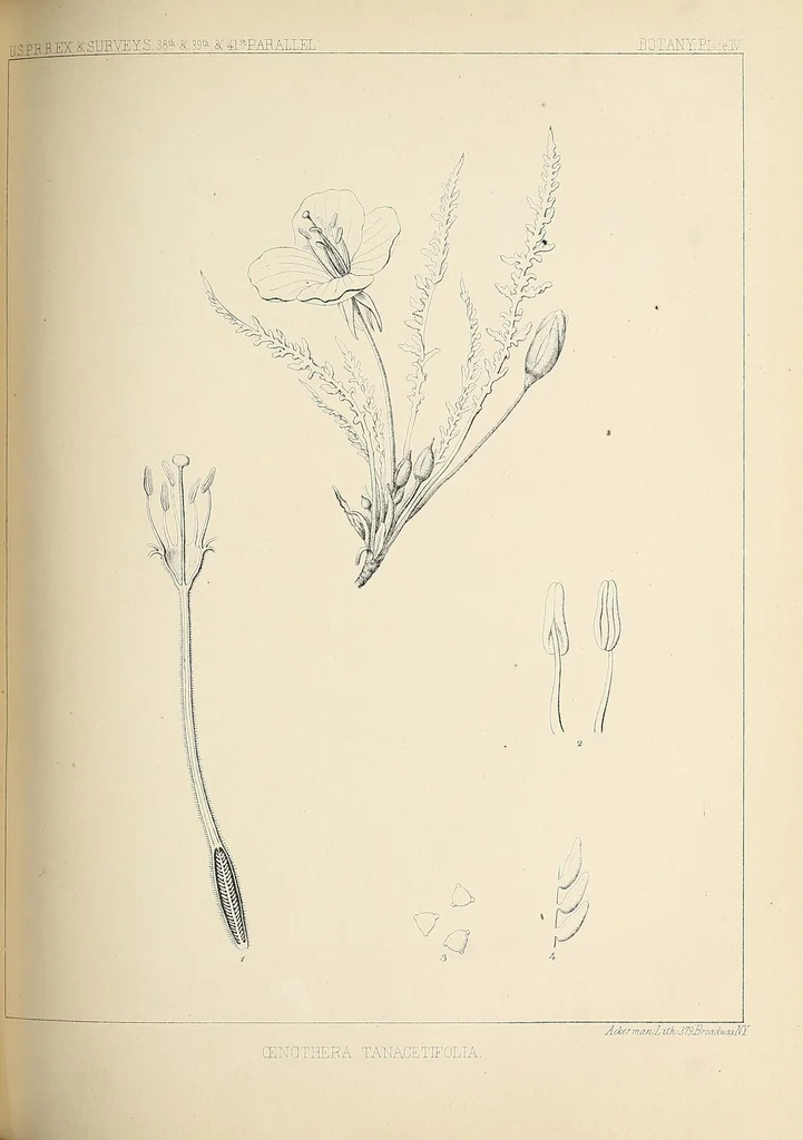 An illustration from Reports of explorations and surveys, to ascertain the most practicable and economical route for a railroad from the Mississippi River to the Pacific Ocean, 1855, leaf 341