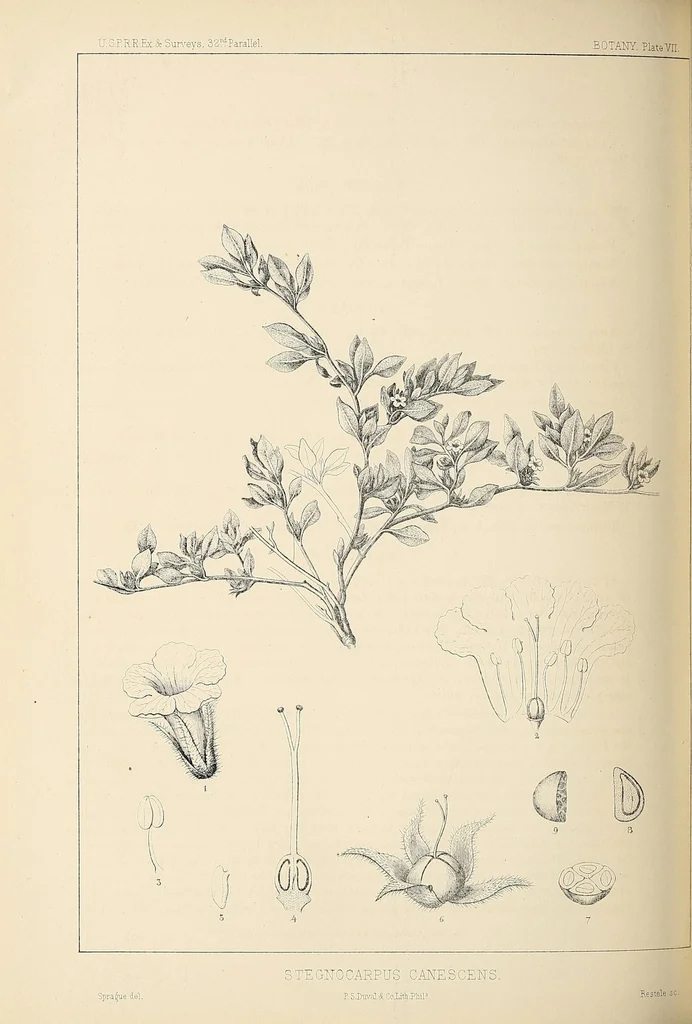 An illustration from Reports of explorations and surveys, to ascertain the most practicable and economical route for a railroad from the Mississippi River to the Pacific Ocean, 1855, leaf 588
