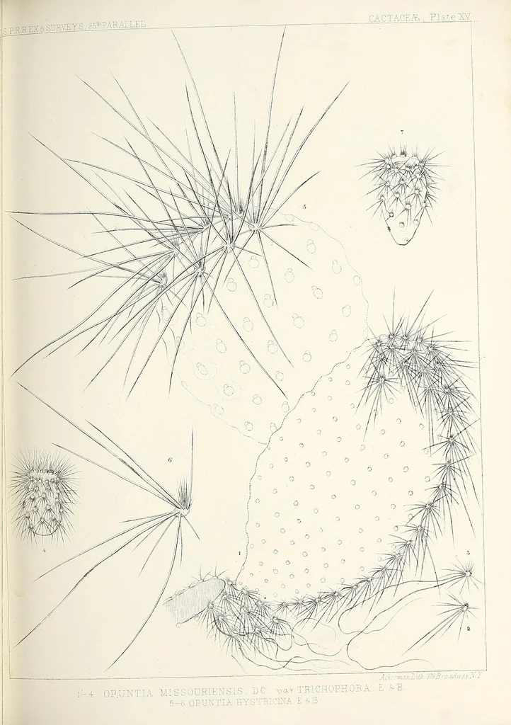 An illustration from Reports of explorations and surveys, to ascertain the most practicable and economical route for a railroad from the Mississippi River to the Pacific Ocean, 1855, leaf 107