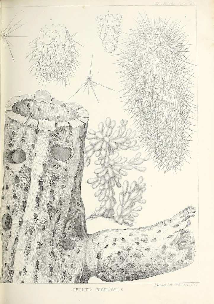 An illustration from Reports of explorations and surveys, to ascertain the most practicable and economical route for a railroad from the Mississippi River to the Pacific Ocean, 1855, leaf 115