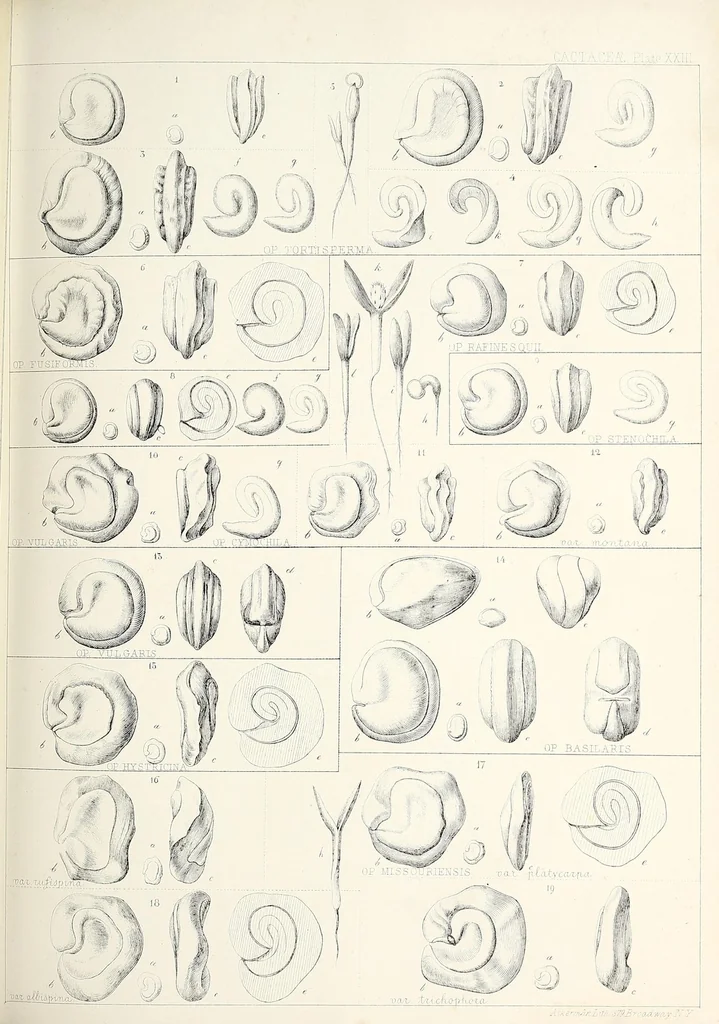 An illustration from Reports of explorations and surveys, to ascertain the most practicable and economical route for a railroad from the Mississippi River to the Pacific Ocean, 1855, leaf 123