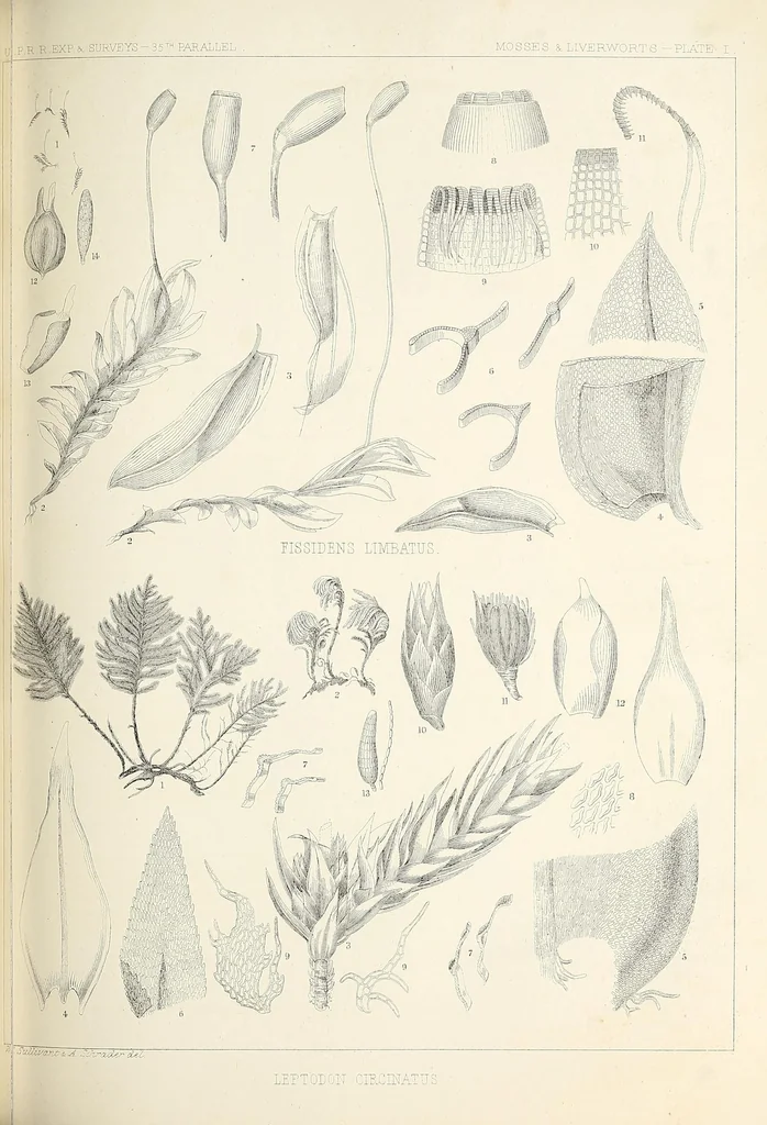 An illustration from Reports of explorations and surveys, to ascertain the most practicable and economical route for a railroad from the Mississippi River to the Pacific Ocean, 1855, leaf 311