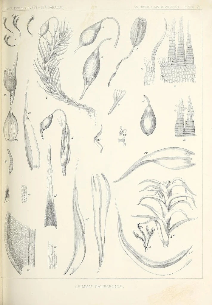 An illustration from Reports of explorations and surveys, to ascertain the most practicable and economical route for a railroad from the Mississippi River to the Pacific Ocean, 1855, leaf 317