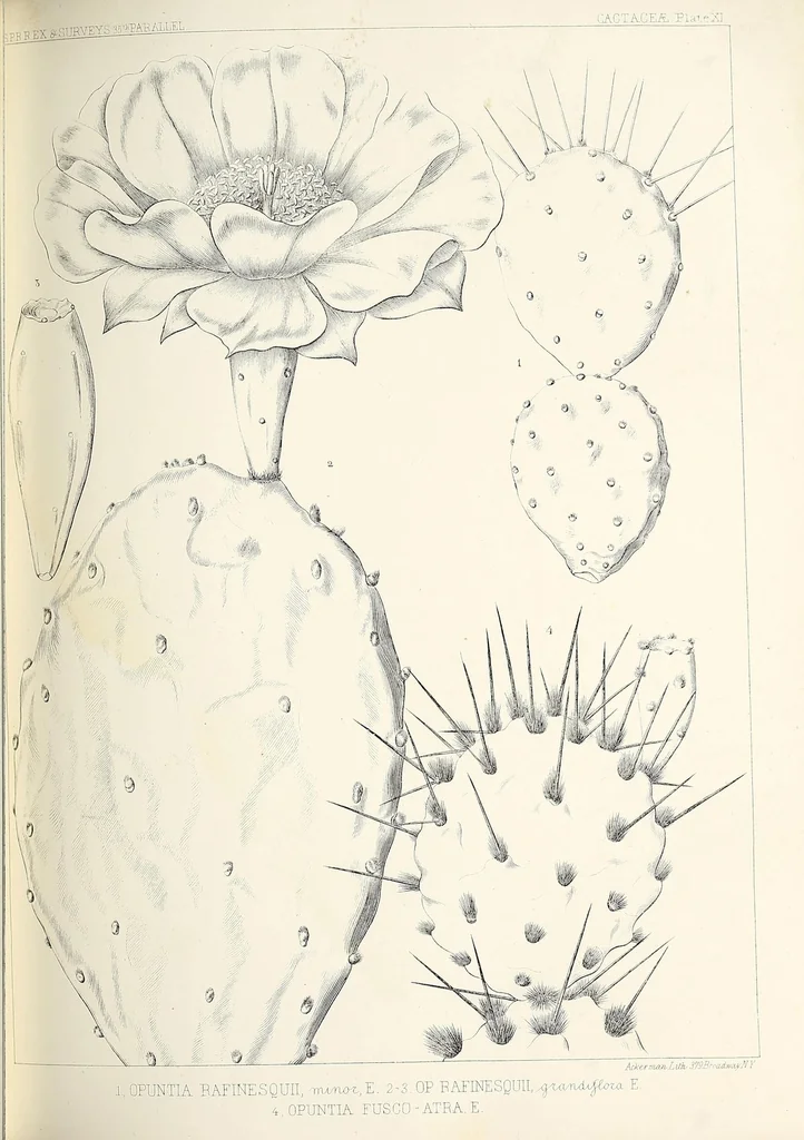 An illustration from Reports of explorations and surveys, to ascertain the most practicable and economical route for a railroad from the Mississippi River to the Pacific Ocean, 1855, leaf 99