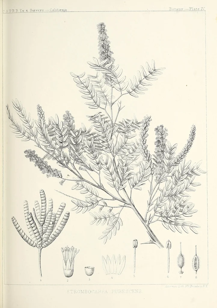 An illustration from Reports of explorations and surveys, to ascertain the most practicable and economical route for a railroad from the Mississippi River to the Pacific Ocean, 1855, leaf 633